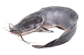 A breeding male catfish
